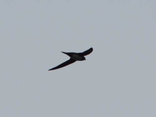 Alpine Swift (Tachymarptis melba), photo 9