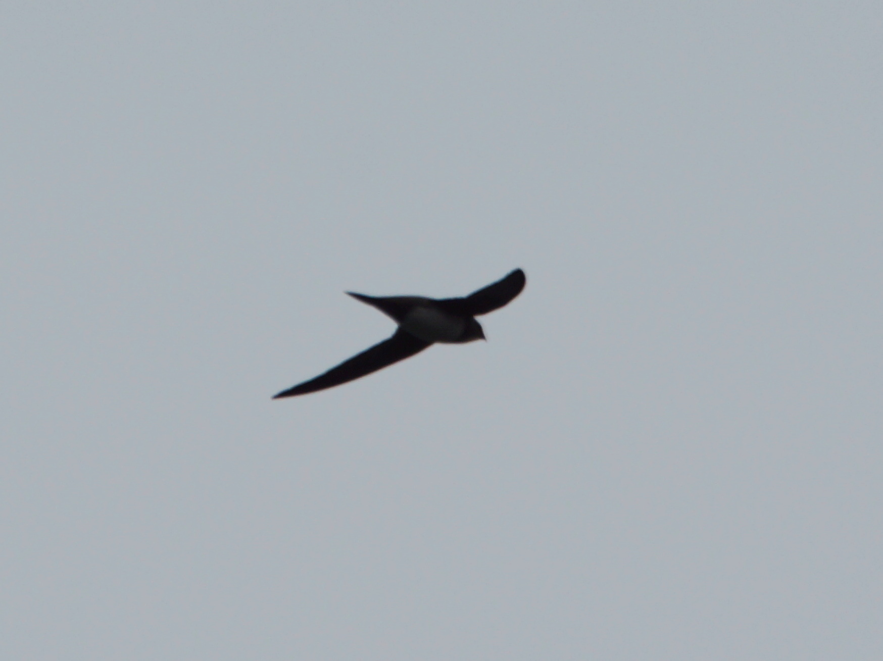 Alpine Swift (Tachymarptis melba), photo 10
