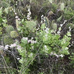 Malacothamnus clementinus
