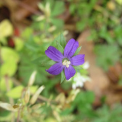 Triodanis biflora