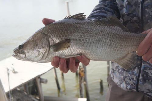 Asian seabass (Lates calcarifer) — Latidae — 2