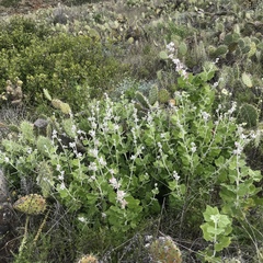Malacothamnus clementinus