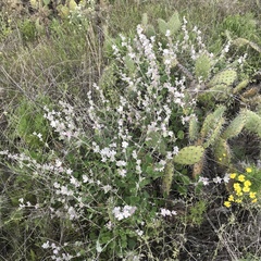 Malacothamnus clementinus