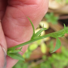 Triodanis biflora