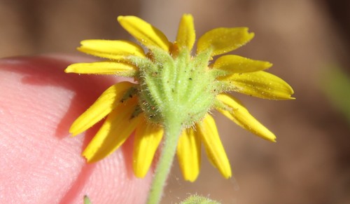 Image of Lasthenia coronaria by (c) Millie Basden, some rights reserved (CC BY)