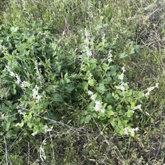 Malacothamnus clementinus
