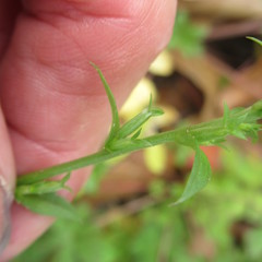 Triodanis biflora