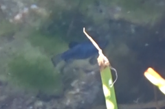 Cyprinodon nevadensis