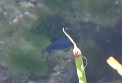 Cyprinodon nevadensis