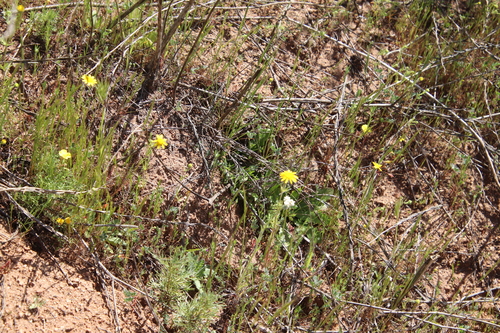Image of Lasthenia coronaria by (c) Millie Basden, some rights reserved (CC BY)