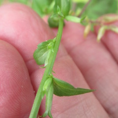 Triodanis biflora