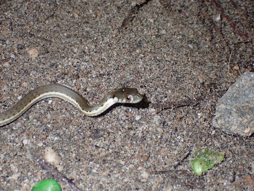 Two-striped Garter Snake
