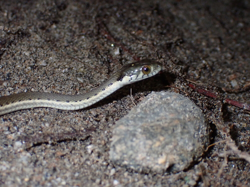 Two-striped Garter Snake