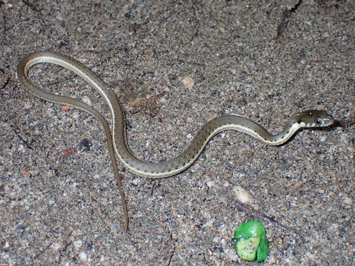 Two-striped Garter Snake