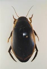 Dytiscus verticalis