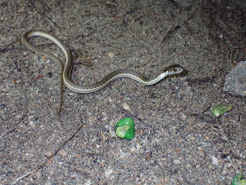 Two-striped Garter Snake