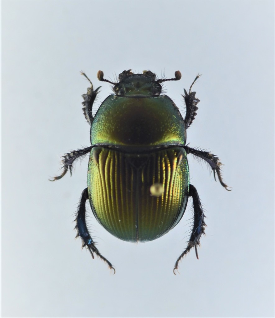 Geotrupes