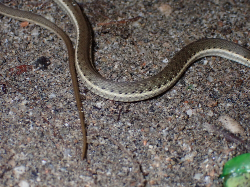 Two-striped Garter Snake