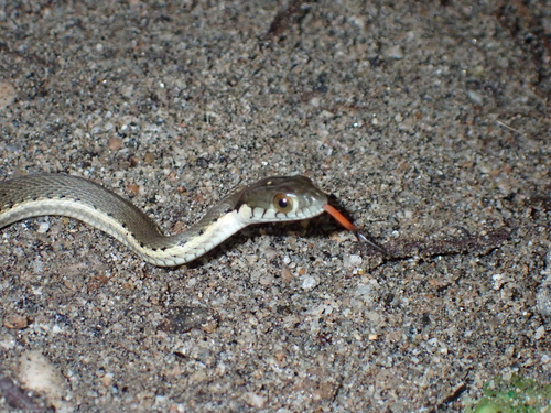 Two-striped Garter Snake