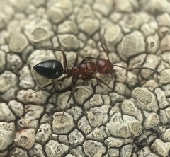 Camponotus bakeri