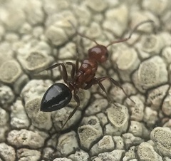 Camponotus bakeri