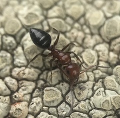Camponotus bakeri
