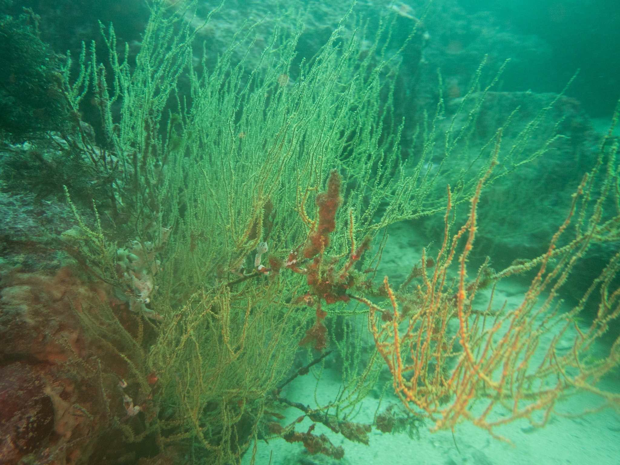 Antipathes galapagensis Deichmann, 1941