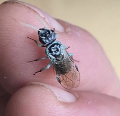 Pamphilius semicinctus