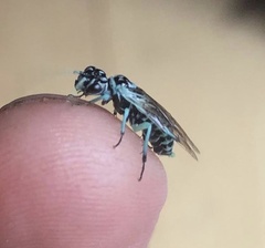 Pamphilius semicinctus