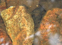 Rhinogobius duospilus