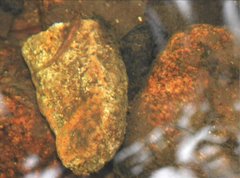 Rhinogobius duospilus