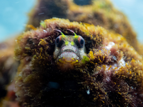 Galapagos-zeepokslijmvis (Acanthemblemaria castroi) — Chaenopsidae — 3