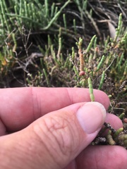 Tecticornia pergranulata