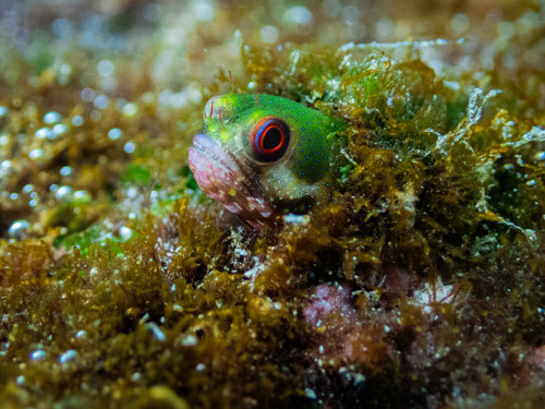 Galapagos-zeepokslijmvis (Acanthemblemaria castroi) — Chaenopsidae — 4