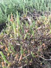 Tecticornia pergranulata