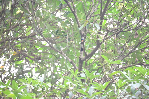 Blue-throated Blue Flycatcher (Cyornis rubeculoides)
