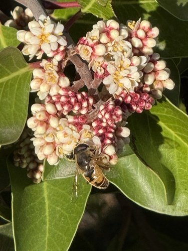 Unknown species found near Santa Rosa and San Jacinto Mountains National Monument, Mountain Center, CA, US