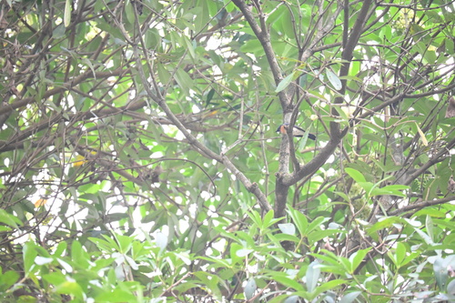 Blue-throated Blue Flycatcher (Cyornis rubeculoides), photo 2
