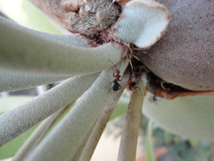 Camponotus rectangularis
