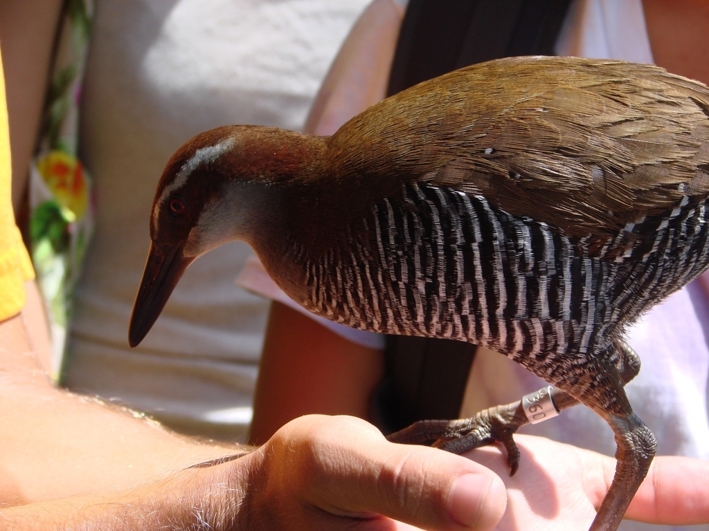 Guam Rail