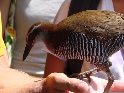 Guam Rail