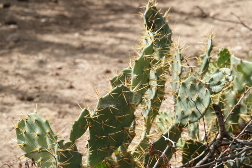 Cuban pricklypear (Opuntia cubensis)