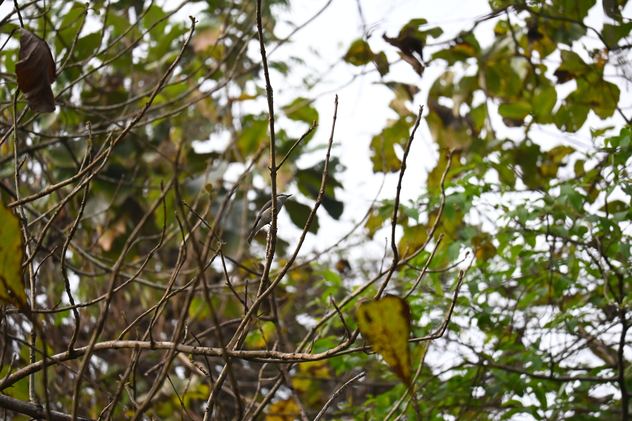Malabar Woodshrike (Tephrodornis sylvicola), photo 5