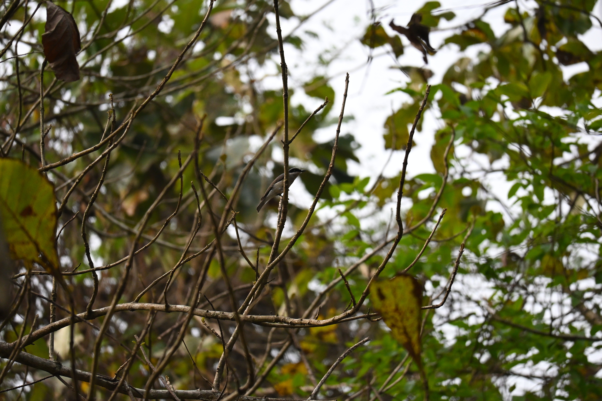 Malabar Woodshrike (Tephrodornis sylvicola), photo 6