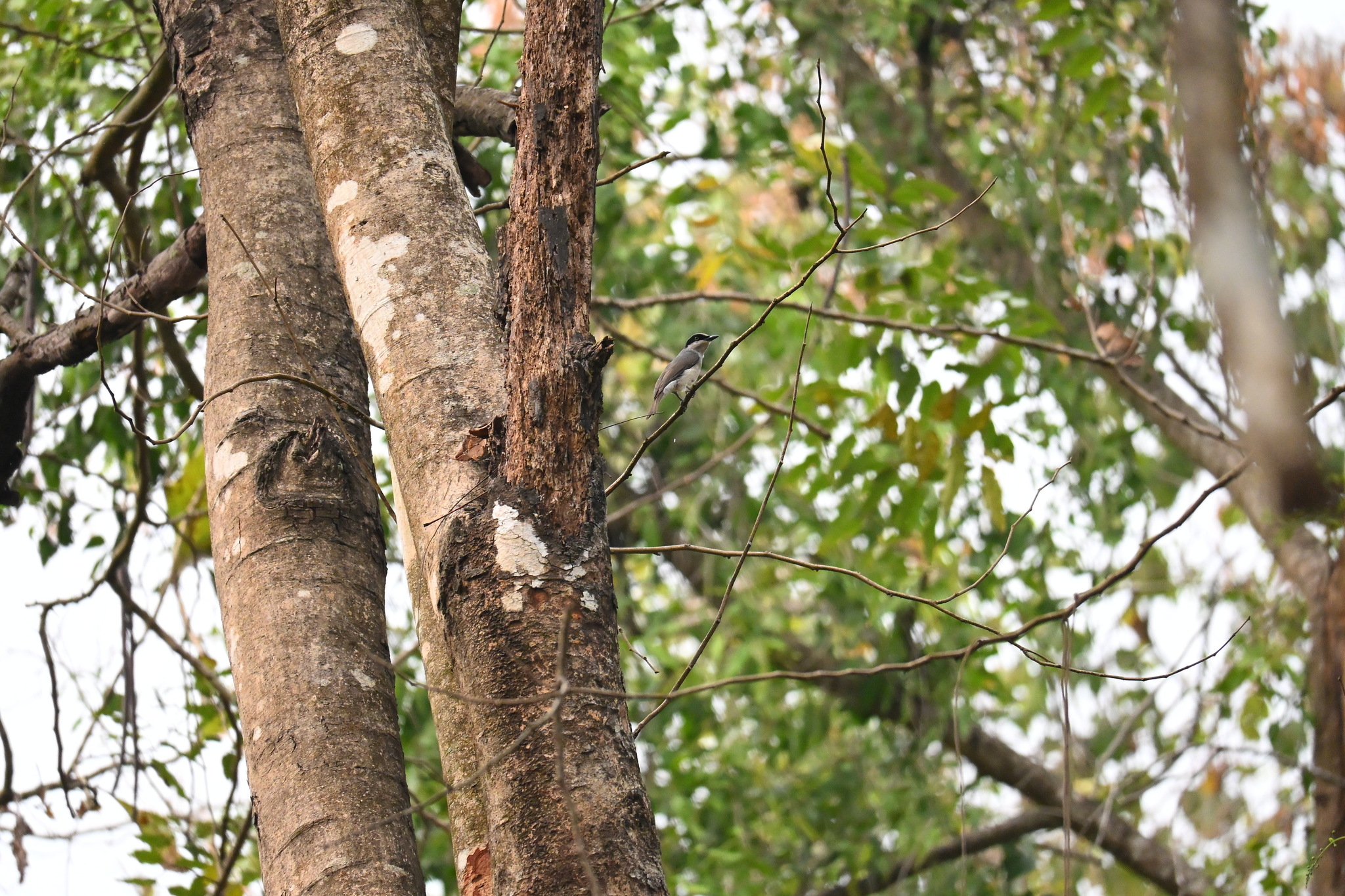 Malabar Woodshrike (Tephrodornis sylvicola), photo 7