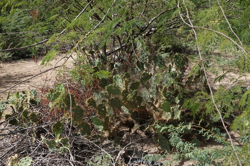 Image of Opuntia cubensis by (c) Paul Prior, some rights reserved (CC BY)