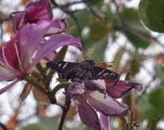 Phocides urania urania