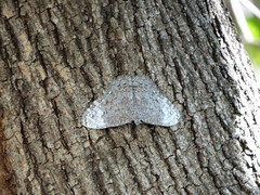 Hamadryas glauconome