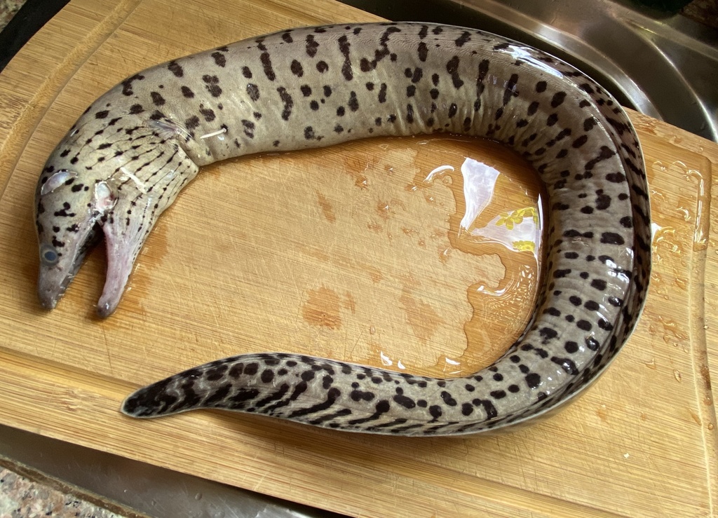 Fimbriated moray