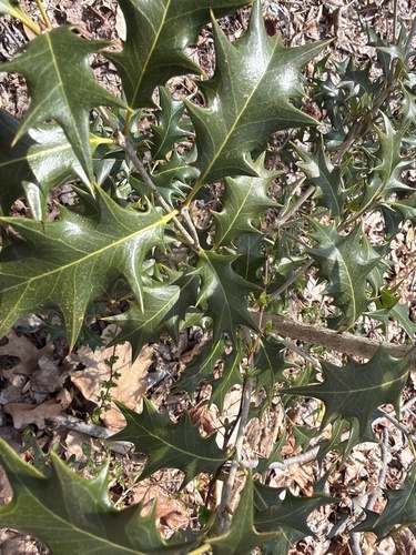 Holly Osmanthus (Osmanthus heterophyllus)
